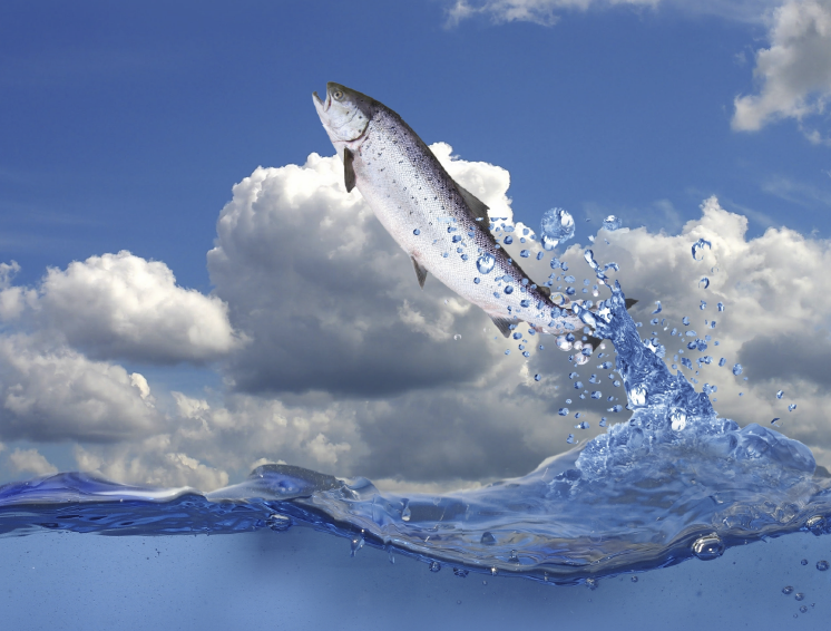 animal_Aceite de sardina - Sardine Oil