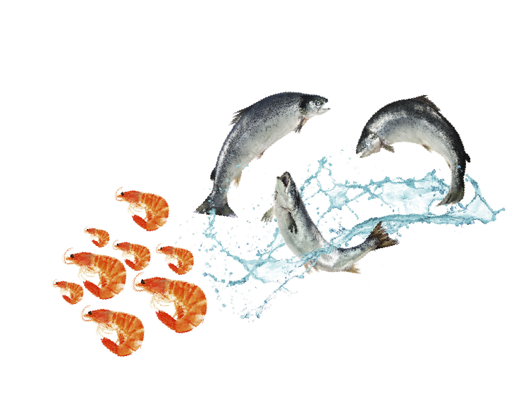 animal_Harina de mix species - Mixed species meal