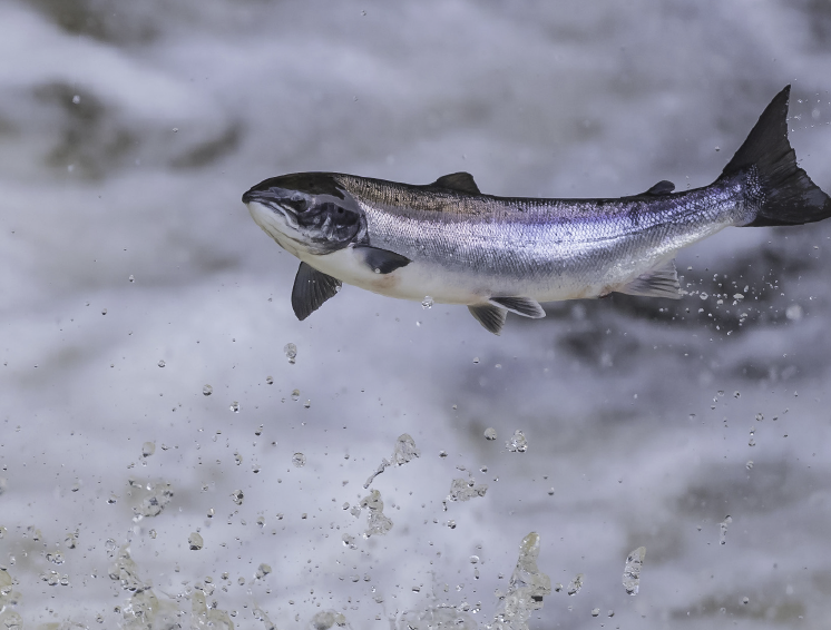 animal_Harina de sardina - Sardine meal