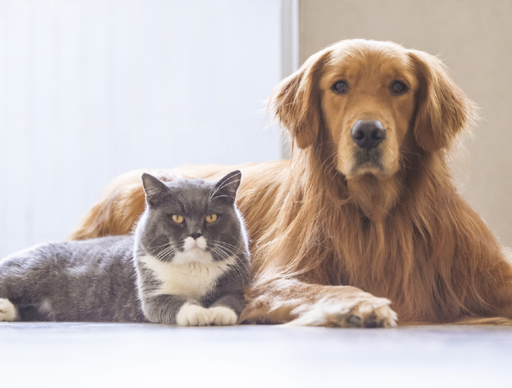 animal_Salmo pet plus